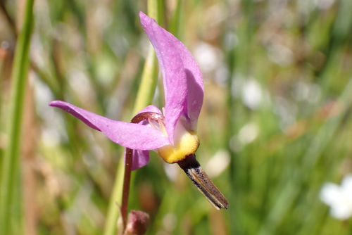iNaturalist observation photo of alpine shooting star