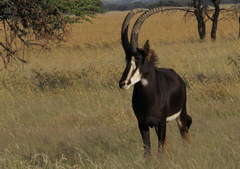 Hippotragus niger niger