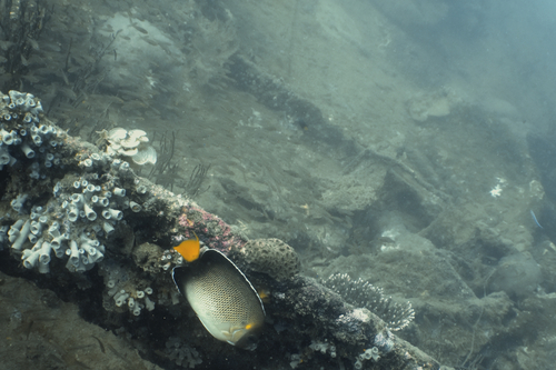 Apolemichthys xanthurus observed 2026-05-31