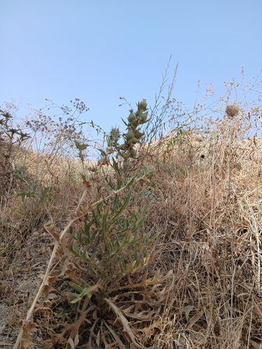 Pomel's Thistle