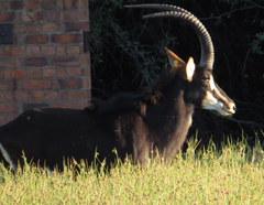 Hippotragus niger niger
