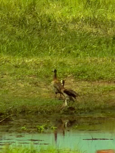 White-faced Whistling-Duck