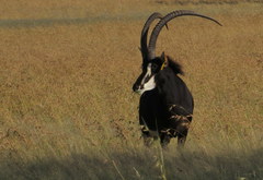 Hippotragus niger niger