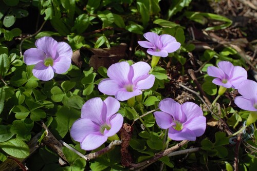 Oxalis zeekoevleyensis, photograph 2