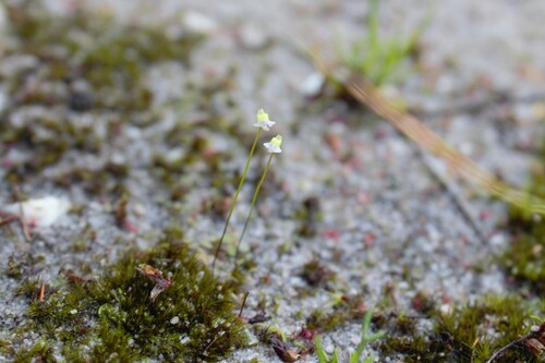 Utricularia bisquamata, photograph 6