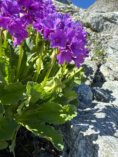 Primula latifolia, photograph 2