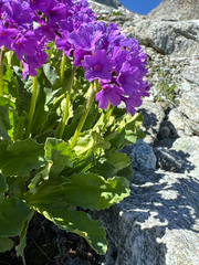 (c) Terry Instone, some rights reserved (CC BY) Primula latifolia, photograph (c) Terry Instone, some rights reserved (CC BY)
