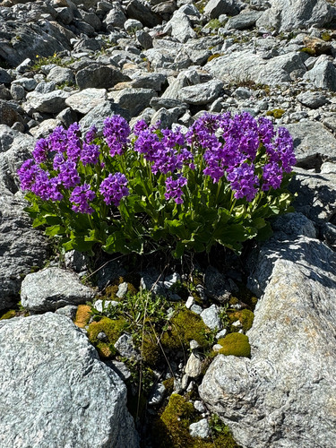 Primula latifolia, photograph 1