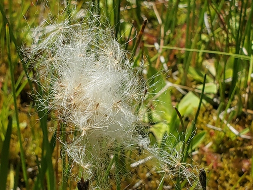 iNaturalist observation photo of slender cottongrass