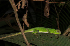 Enyalioides laticeps