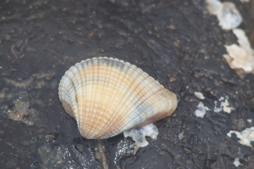 Anomalodiscus squamosus observed 2026-07-13