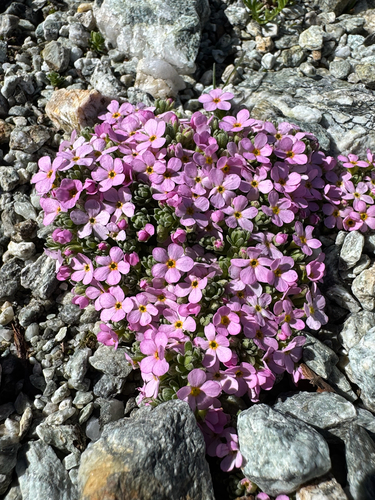 Androsace alpina, photograph 6