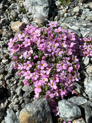 Androsace alpina, photograph (c) Terry Instone, some rights reserved (CC BY)