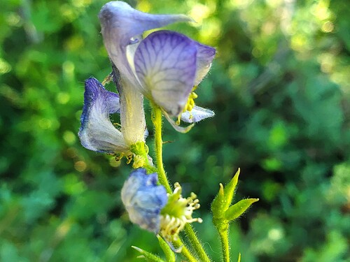 iNaturalist observation photo of Columbian Monkshood