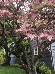 Cornus florida rubra