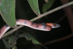Siphlophis compressus