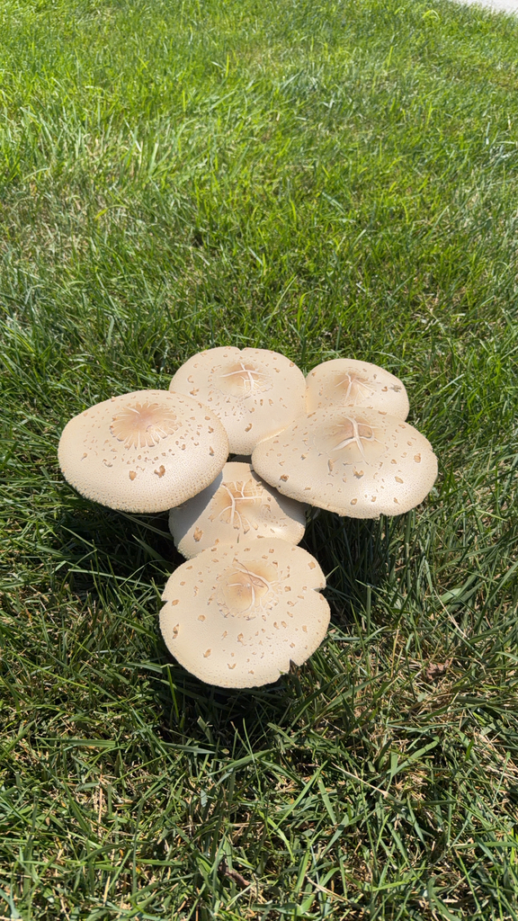 Green-spored Parasol · July 2026 · photo: Photo: no rights reserved · iNaturalist
