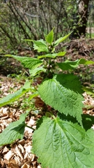 Lamium orvala