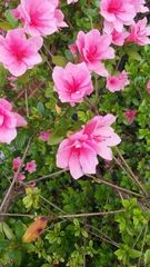 Rhododendron