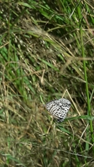 Leptotes cassius cassius
