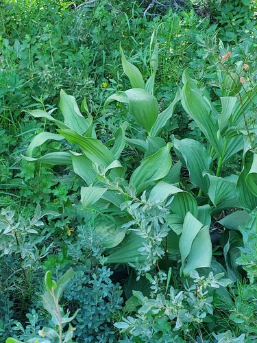 iNaturalist observation photo of Corn Lily