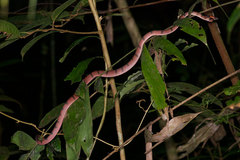 Siphlophis compressus