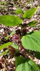 Lamium orvala