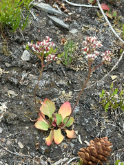 author not stated, no rights reserved Micranthes occidentalis, photograph author not stated, no rights reserved