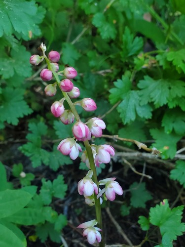 iNaturalist observation photo of bog wintergreen