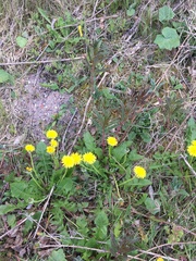 Chamaenerion angustifolium