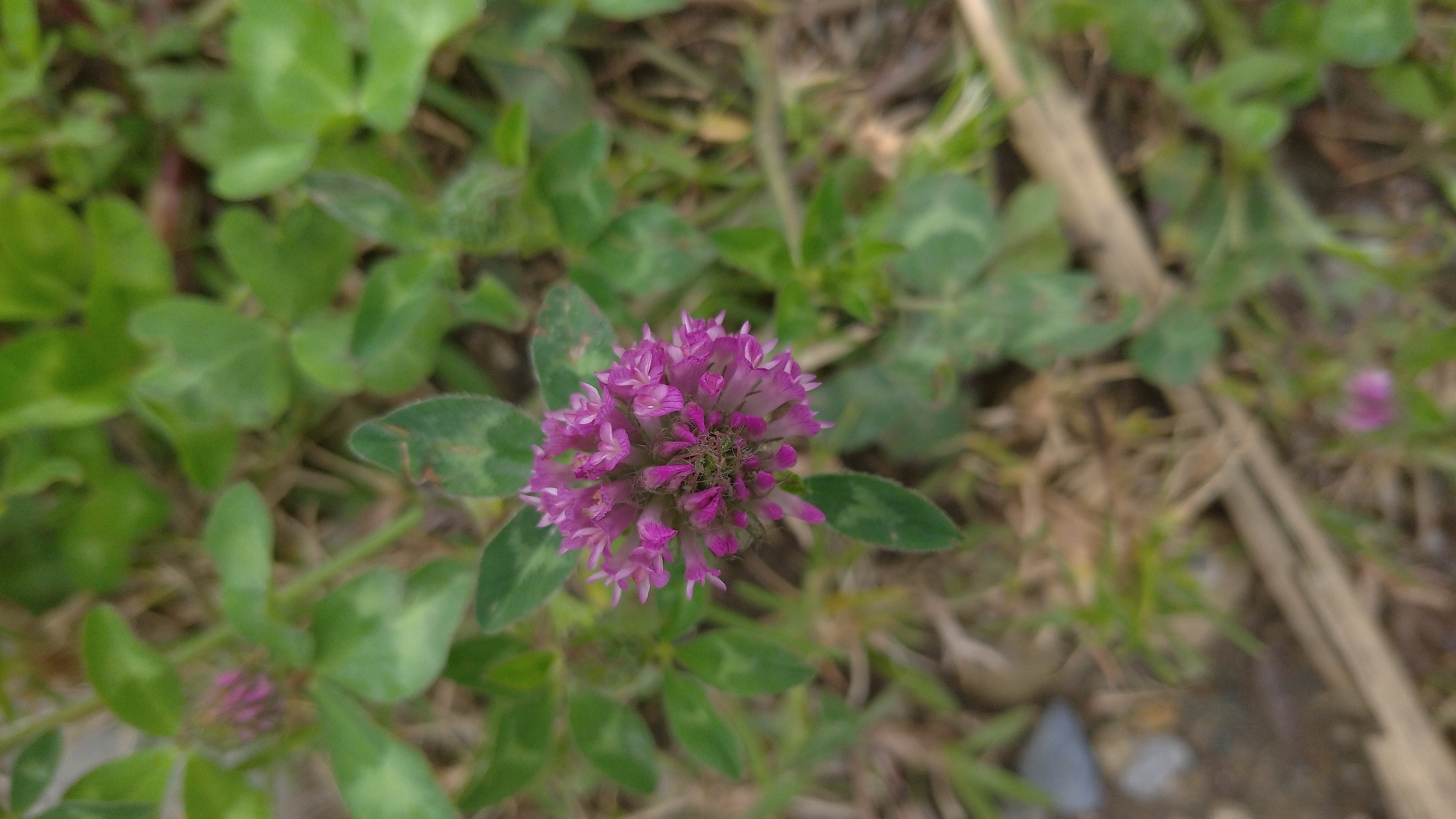 Trifolium image