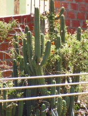Trichocereus bridgesii