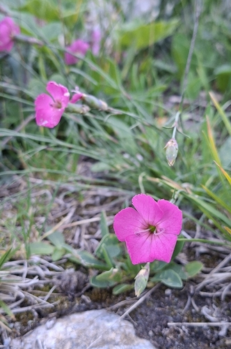 Dianthus sylvestris, photograph 4