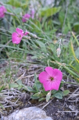 (c) Johannes S., some rights reserved (CC BY) Dianthus sylvestris, photograph (c) Johannes S., some rights reserved (CC BY)