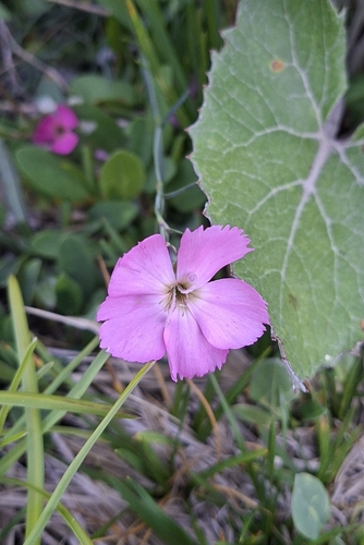 Dianthus sylvestris, photograph 5