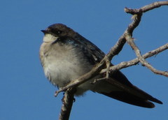 Hirundo dimidiata