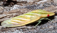 Coelogypona venosella