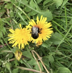 Bombus lapidarius