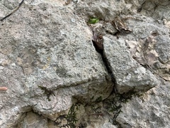 Bagliettoa calciseda