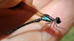 Heliocypha biseriata