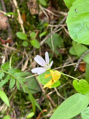 Claytonia lanceolata, photograph author not stated, no rights reserved