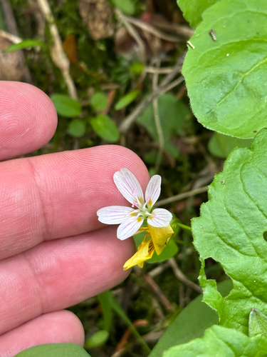 Claytonia lanceolata, photograph 2