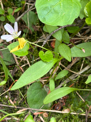 Claytonia lanceolata, photograph author not stated, no rights reserved