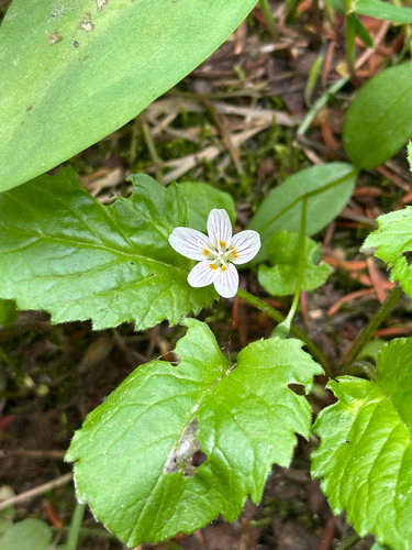 Claytonia lanceolata, photograph 5