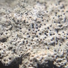 Bagliettoa calciseda