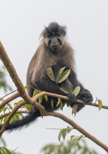 grey-mantled grey-cheeked mangabey