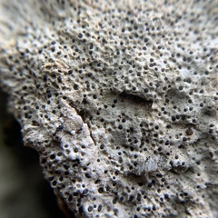 Bagliettoa calciseda