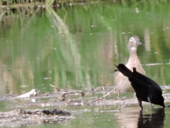 Quiscalus mexicanus