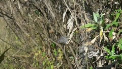 Leptotes cassius cassius