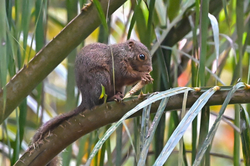Red-legged Sun Squirrel